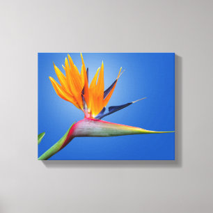 Mooie vogel van Paradise Strelitzia Flower Canvas Afdruk