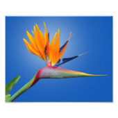Mooie vogel van Paradise Strelitzia Flower Foto Afdruk (Voorkant)