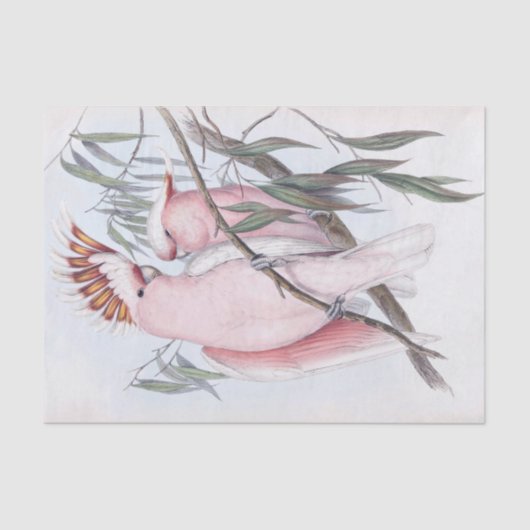 Mooie vogelkaketoe bleke roze cacatua tissuepapier (Voorkant)