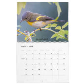 Mooie Vogels Fotografie 2025 Kalender Blauwvogel (Mar 2026)