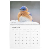 Mooie Vogels Fotografie 2025 Kalender Blauwvogel (Jan 2026)