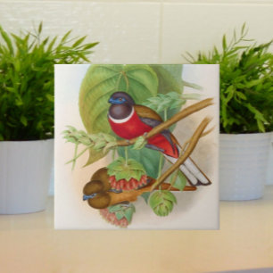 Mooie Vogels  Illustratie Kleurrijk Tegeltje