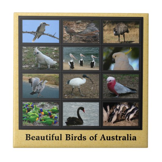 Mooie vogels in Australië Collage Tegeltje (Voorkant)