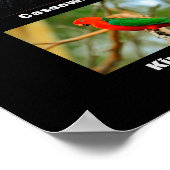 Mooie vogels in Australië Poster (Hoek)