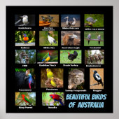 Mooie vogels in Australië Poster (Voorkant)