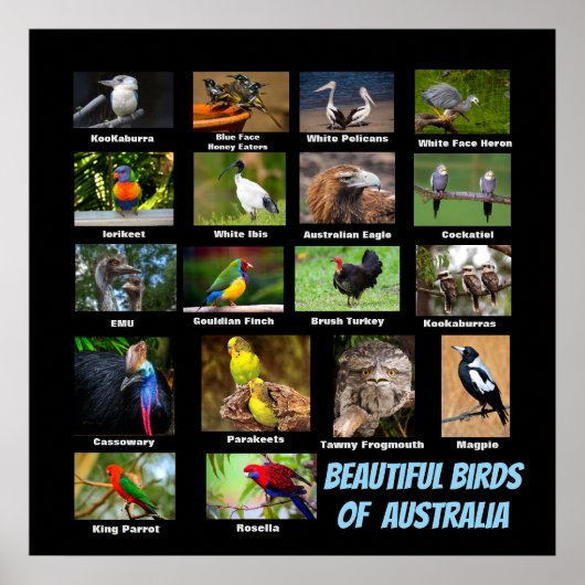 Mooie vogels in Australië Poster (Voorkant)
