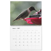 Mooie vogels - , kleurrijke vogels kalender (Mar 2027)