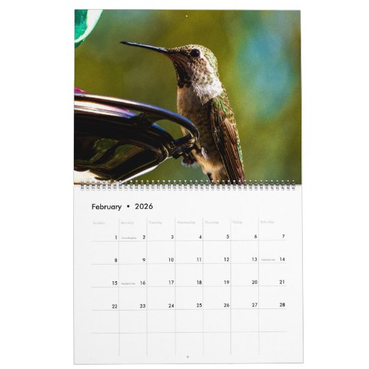 Mooie vogels - , kleurrijke vogels kalender (Feb 2026)