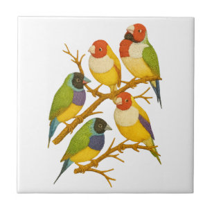 Mooie vogels op de tak tegeltje