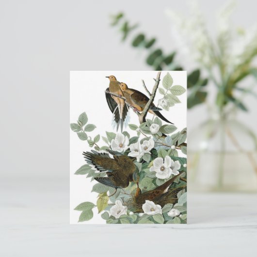 mooie vogelsoorten briefkaarten 28 (Staand voorkant)