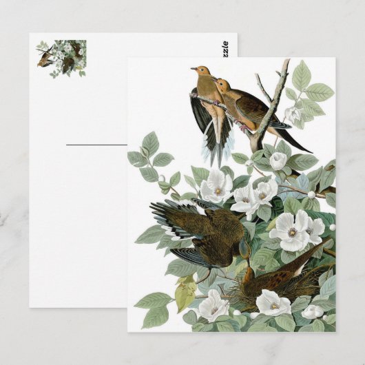 mooie vogelsoorten briefkaarten 28 (Voorkant / Achterkant)