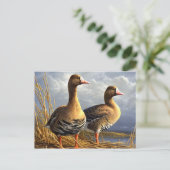 mooie vogelsoorten briefkaarten 29 (Staand voorkant)