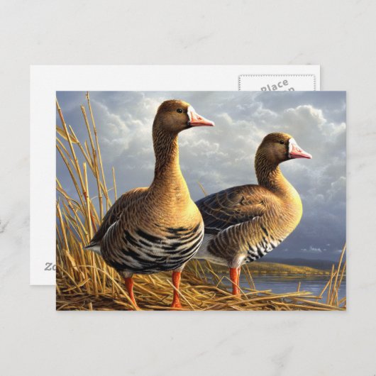 mooie vogelsoorten briefkaarten 29 (Voorkant / Achterkant)