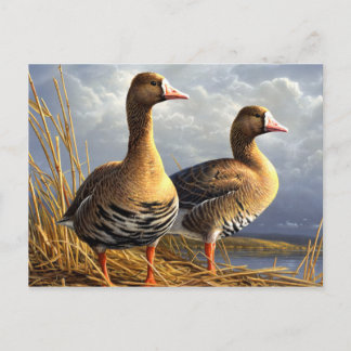 mooie vogelsoorten briefkaarten 29