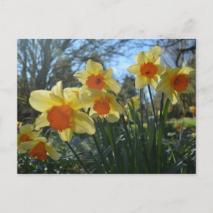 Mooie voorjaarsgele, oranje narcis bloemen briefkaart