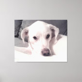 Mooie voortreffelijke foto van het witte dog grijz canvas afdruk (Voorkant)