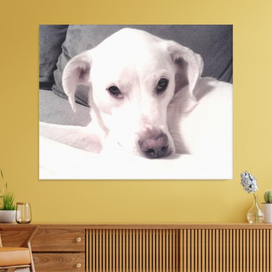 Mooie voortreffelijke foto van het witte dog grijz canvas afdruk (Insitu (Woonkamer))