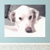 Mooie voortreffelijke foto van het witte dog grijz canvas afdruk (Insitu (Houten vloer))