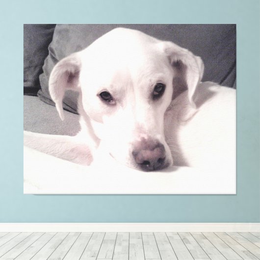Mooie voortreffelijke foto van het witte dog grijz canvas afdruk (Insitu (Houten vloer))