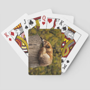Mooie vos die op een boomschoen slapen pokerkaarten