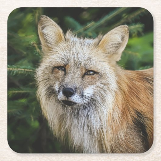 Mooie vos in het wild kartonnen onderzetters (Voorkant)