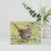 Mooie vossenvogel in gras briefkaart (Staand voorkant)
