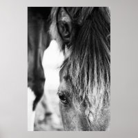 Mooie vriend Horse "poster"