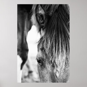 Mooie vriend Horse "poster" Poster
