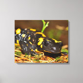 Mooie vuursalamander canvas afdruk (Voorkant)