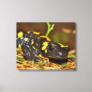 Mooie vuursalamander canvas afdruk