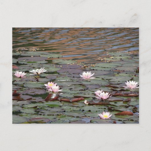 Mooie Water Lelies DIY Briefkaart (Voorkant)