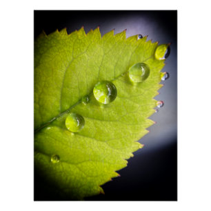 Mooie waterdruppels na regen op een blad perfect poster
