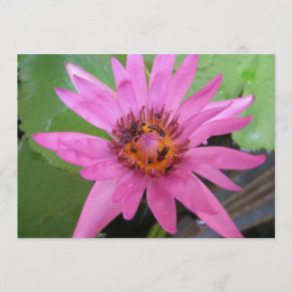 mooie waterlelozen, aankondiging