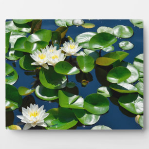 Mooie waterlilies fotoplaat