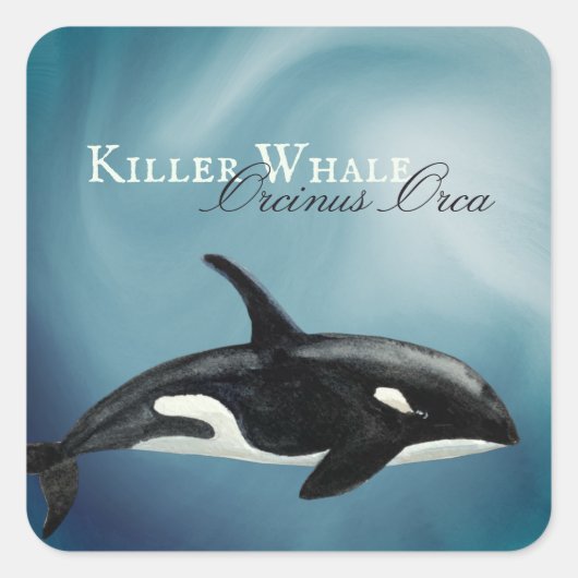 Mooie Waterverf Killer Whale, Orcinus Orca Vierkante Sticker (Voorkant)