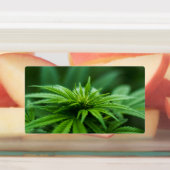 Mooie weed labels (Aangebracht)