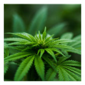 Mooie weed perfect poster (Voorkant)
