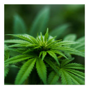 Mooie weed perfect poster