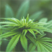 Mooie weed sticker (Voorkant)