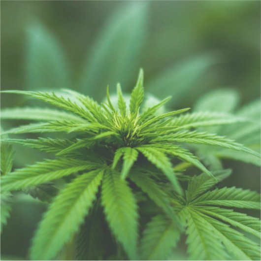 Mooie weed sticker (Voorkant)