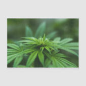 Mooie weed tissuepapier (Voorkant)