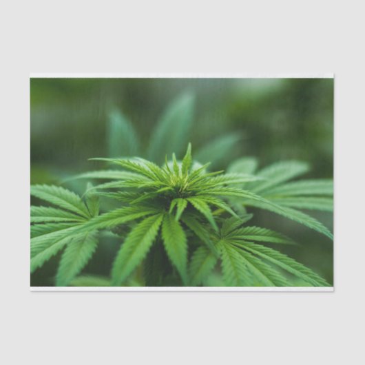 Mooie weed tissuepapier (Voorkant)