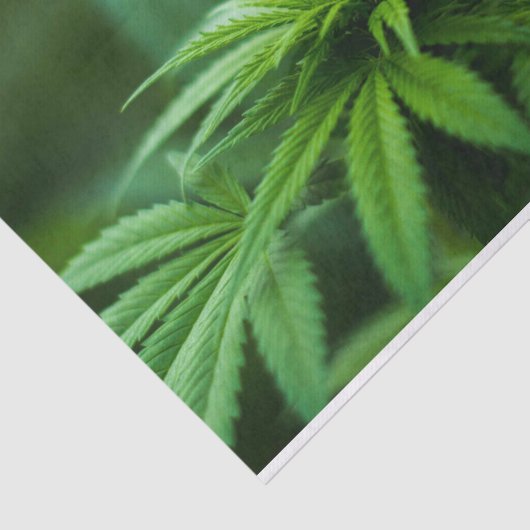 Mooie weed tissuepapier (Detail)