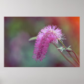 Mooie weidebloem poster (Voorkant)