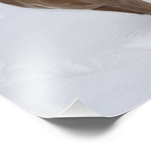 Mooie Weimaraner in de sneeuw Foto Afdruk (Hoek)