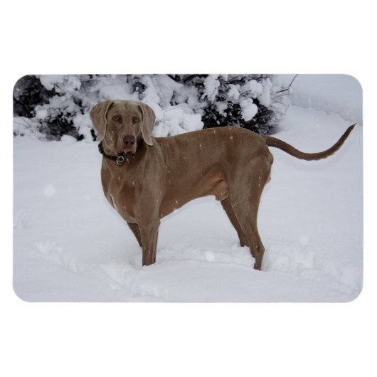 Mooie Weimaraner in de sneeuw Magneet (Horizontaal)