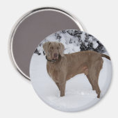 Mooie Weimaraner in de sneeuw Magneet (Voorkant / Achterkant)