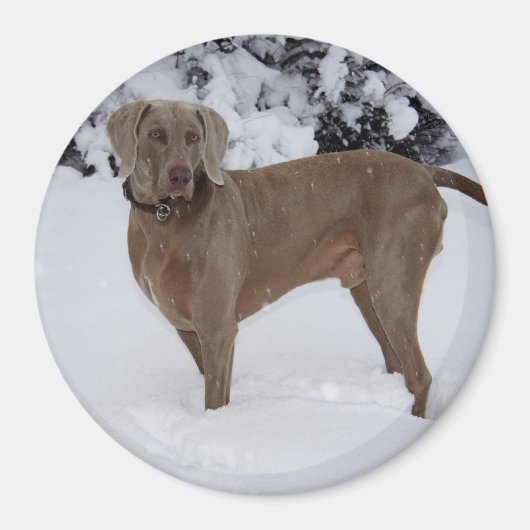 Mooie Weimaraner in de sneeuw Magneet (Voorkant)