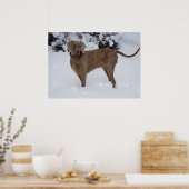 Mooie Weimaraner in de sneeuw Poster (Keuken)