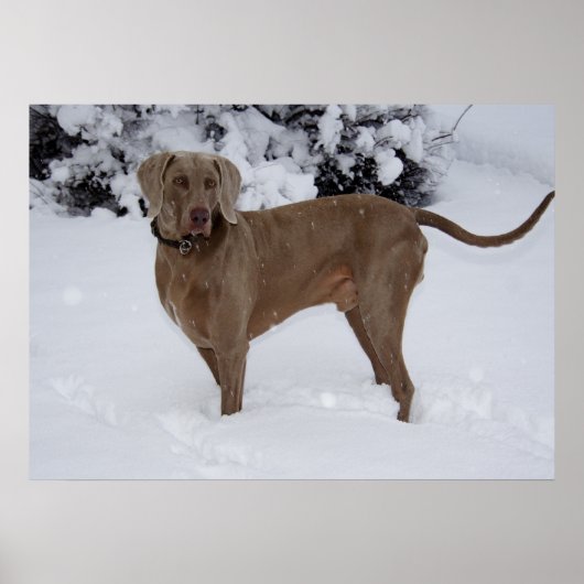 Mooie Weimaraner in de sneeuw Poster (Voorkant)
